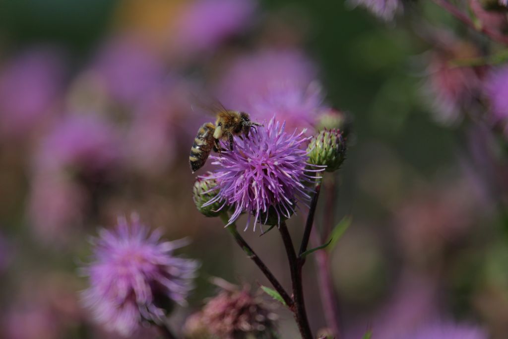 Bild: Biene auf 
Distel