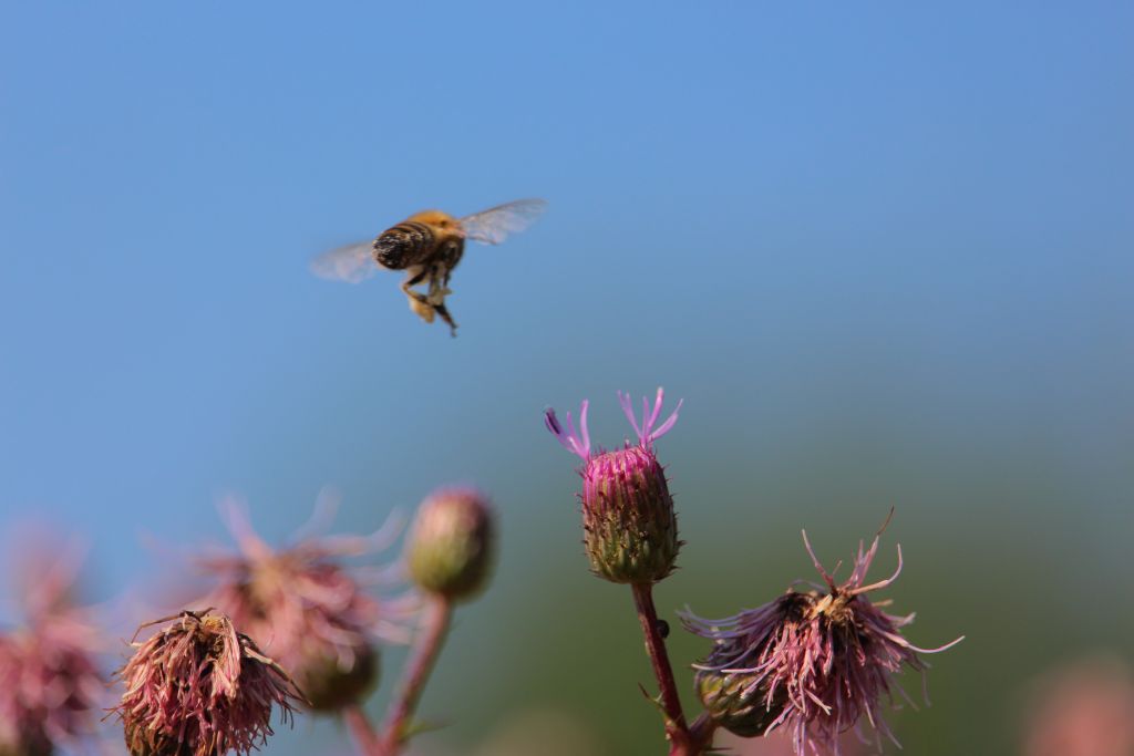 Bild: Fleißiges Bienchen