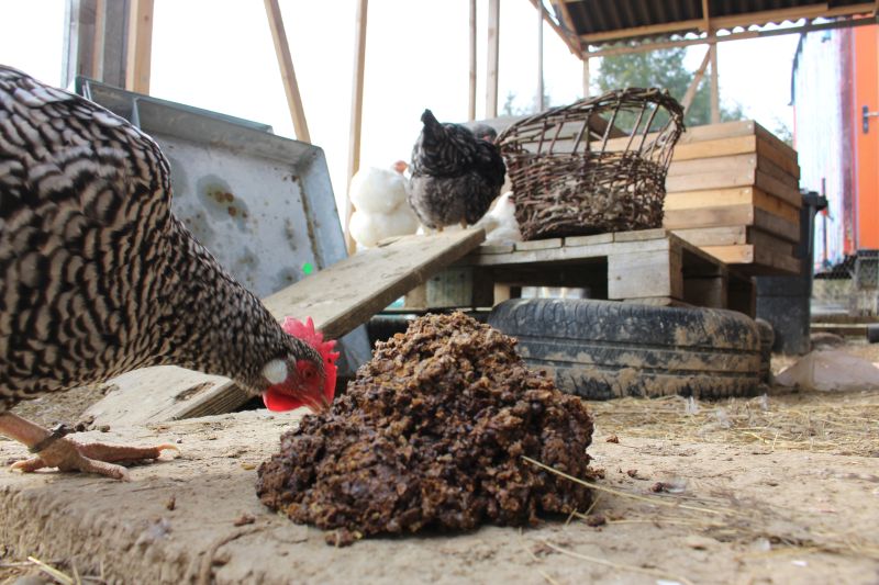 Bienen als Hühnerfutter