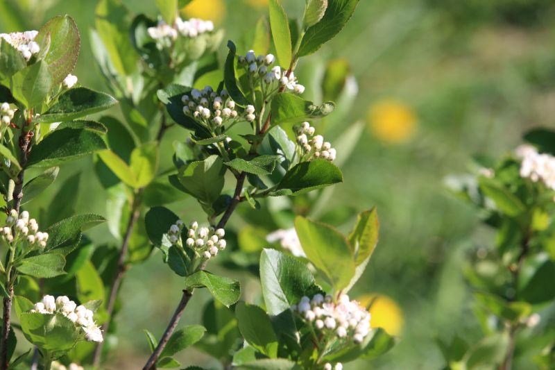 Bild: Aronia-Blüten