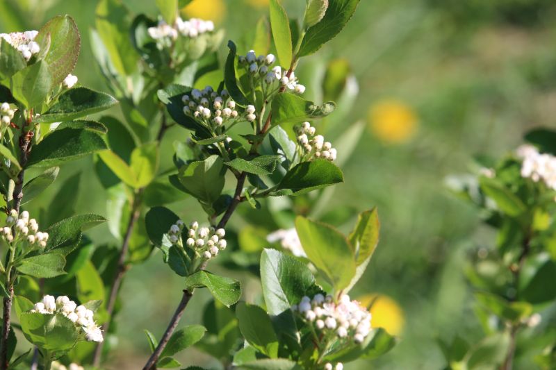 Bild: Aronia-Blüten