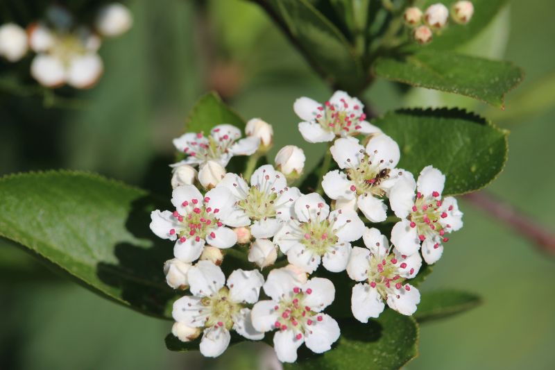 Bild: Aronia-Blüten