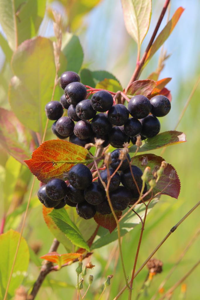 Bild: Aronia-Beeren