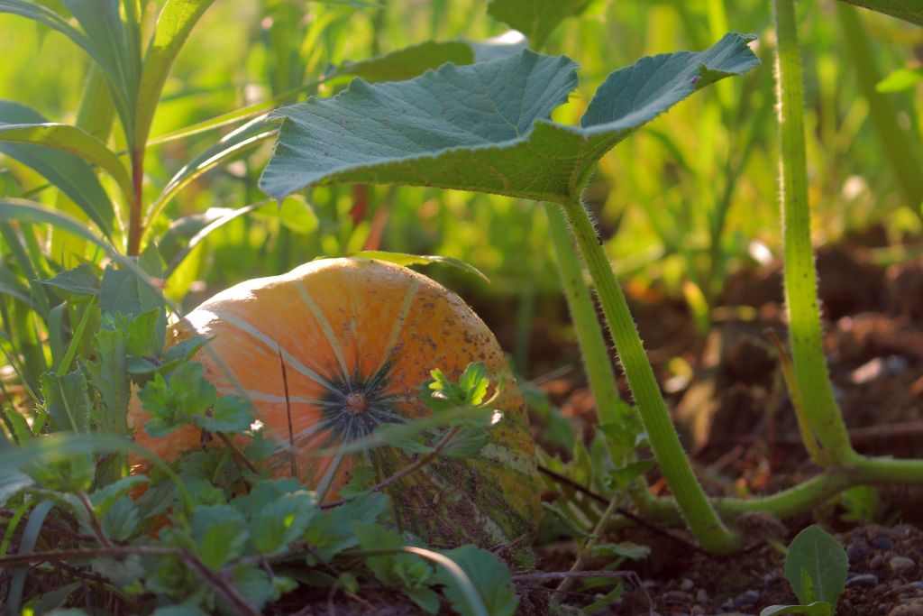 Gemeinschaftsgarten