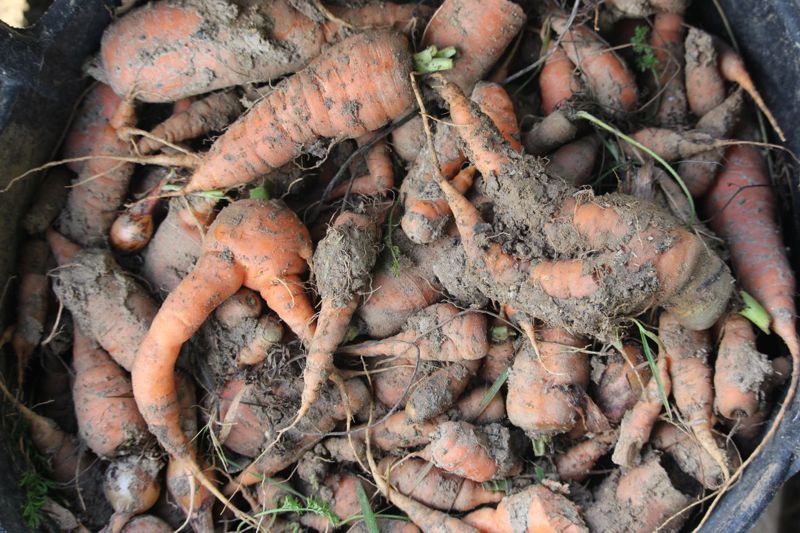 Karotten wie Kraut und Rüben