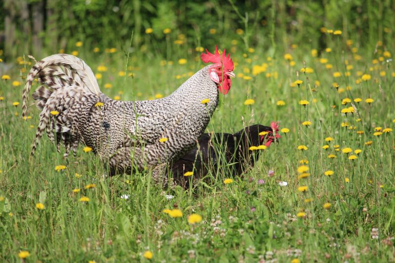 Bild: Gockel und Huhn