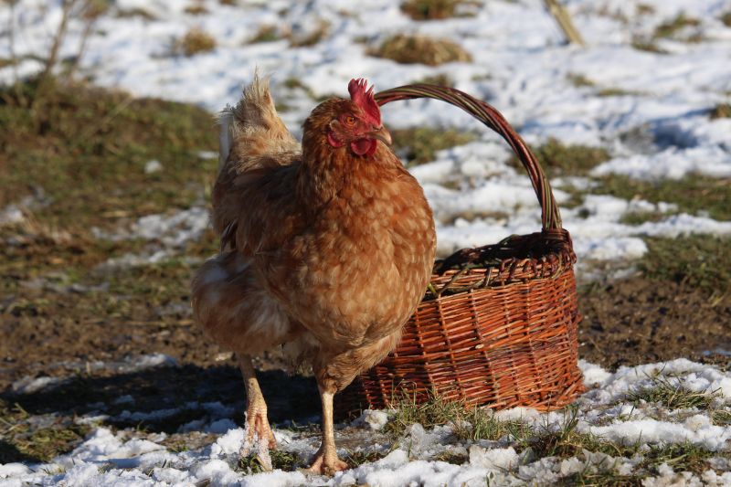 Bild: Huhn und Korb