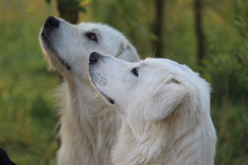 Anton und Fiocco