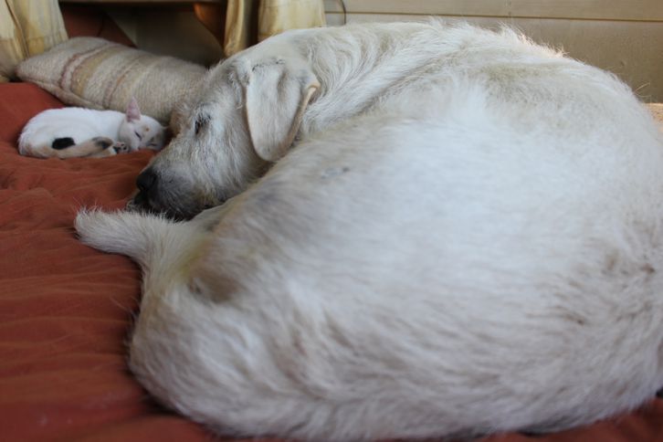 Hunde