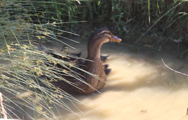 Wasser